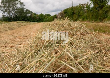 Taglio raccolto che asciuga nel sole estivo in Essex Regno Unito Foto Stock