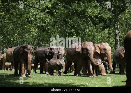 Londra, Regno Unito. 12 giugno 2021. Il sole splende sulla mandria di circa 100 elefanti asiatici, parte di un'esposizione che sarà venduta per beneficenza, che sono attualmente a Green Park, Londra, Regno Unito, 12 giugno 2021. Credit: Paul Marriott/Alamy Live News Foto Stock