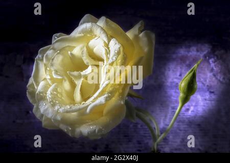 Rosa giallo timido su sfondo viola.Studio Macro Foto con luce diretta su sfondo in legno porpora. Foto Stock