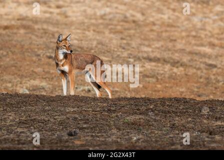 Lupo etiope - Canis simensis, bel lupo a rischio endemico nelle colline etiopi, montagne di Bale, Etiopia. Foto Stock