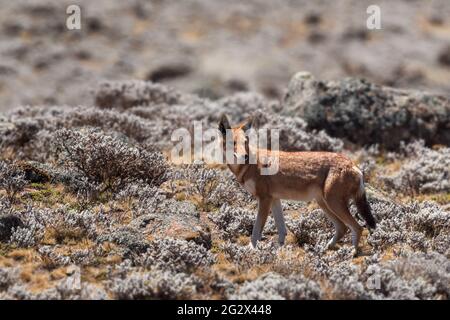 Lupo etiope - Canis simensis, bel lupo a rischio endemico nelle colline etiopi, montagne di Bale, Etiopia. Foto Stock