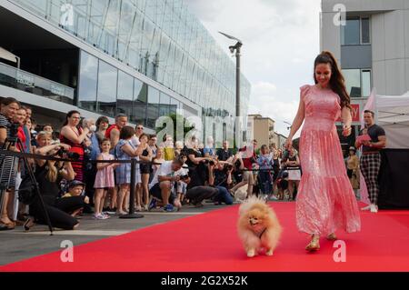 Budapest, Ungheria. 12 giugno 2021. Un cane con il suo proprietario partecipa alla sfilata di moda Dogs on the Red Carpet a Budapest, Ungheria, 12 giugno 2021. Credit: Attila Volgyi/Xinhua/Alamy Live News Foto Stock