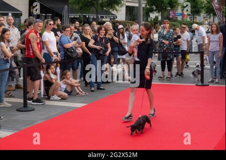 Budapest, Ungheria. 12 giugno 2021. Un cane con il suo proprietario partecipa alla sfilata di moda Dogs on the Red Carpet a Budapest, Ungheria, 12 giugno 2021. Credit: Attila Volgyi/Xinhua/Alamy Live News Foto Stock