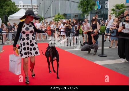 Budapest, Ungheria. 12 giugno 2021. Un cane con il suo proprietario partecipa alla sfilata di moda Dogs on the Red Carpet a Budapest, Ungheria, 12 giugno 2021. Credit: Attila Volgyi/Xinhua/Alamy Live News Foto Stock