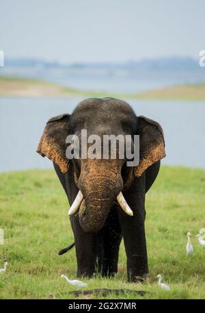 Sri Lanka, Elefante Tusker, Elefante Asiatico Foto Stock