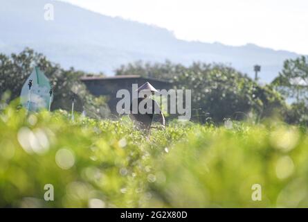 (210613) -- BAISHA, 13 giugno 2021 (Xinhua) -- UN lavoratore rimuove le erbacce al giardino del tè di Wulilu nella contea autonoma di Baisha li nella provincia di Hainan della Cina meridionale, 10 giugno 2021. Fu Xiaofang, che appartiene al gruppo etnico li, ha iniziato la sua attività di tè nel 2008, gestendo il giardino del tè organico Wulilu nella contea autonoma di Baisha li, la sua città natale. Per prova ed errore, il giardino del tè del fu si espanse a circa 20 ettari, vendendo il tè organico attraverso la Cina. Operando nel quadro di un programma industriale di riduzione della povertà, il giardino del tè ha coinvolto gli agricoltori impoveriti nella produzione di tè e li ha aiutati a scuotere i poveri Foto Stock