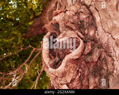 Immagine naturale a forma di albero per la presentazione commerciale Foto Stock