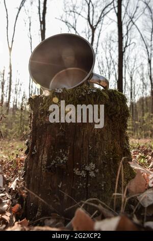 La tazza di ferro si trova nella foresta su un ceppo Foto Stock