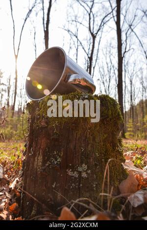 La tazza di ferro si trova nella foresta su un ceppo Foto Stock