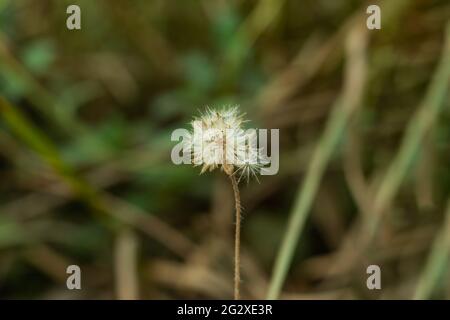 Dopo la maturazione, il fiore selvatico e il nome comune sono Coatbuttons o Falso giallo testa o Camphor inula Foto Stock