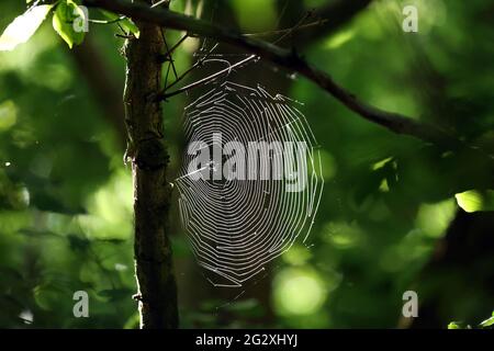 Peterborough, Regno Unito. 13 giugno 2021. La luce del sole cattura un ragno web in una bella mattina soleggiata a Peterborough, Cambridgeshire, come la mini-onda di calore continua. Credit: Paul Marriott/Alamy Live News Foto Stock