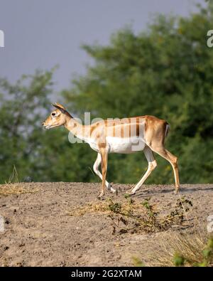 Blackbuck o antilope cervicapra o antilope indiano closeup con profilo laterale al Velavadar parco nazionale Bhavnagar Gujarat india Foto Stock