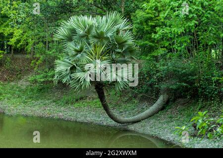 La palma è poi piegata nello stagno, ma è ancora viva e tenendo la palma in esso e sull'acqua Foto Stock