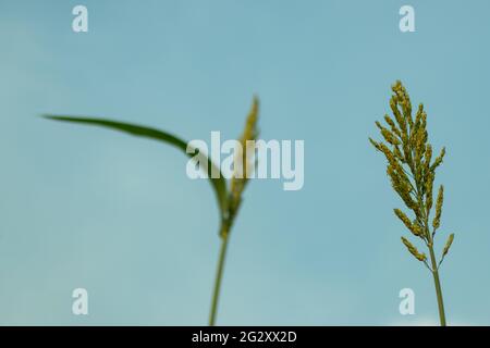 I fiori di mais maturi prima della raccolta su cielo blu Foto Stock