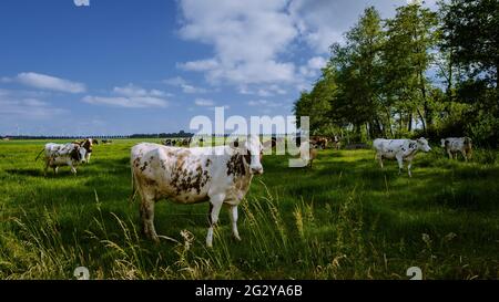 Vacche brune e bianche olandesi, Urk Olanda, vacche nere e bianche in un campo erboso in una giornata luminosa e soleggiata nei Paesi Bassi Foto Stock
