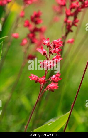 HEUCHERA SANGUINEA Coral Bells Foto Stock