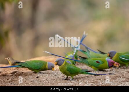 Il parakeet grigio-testa (Psittacula finschii) uccello nella foresta di Sattal, Uttarakhand. Foto Stock