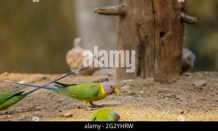 Il parakeet grigio-testa (Psittacula finschii) uccello nella foresta di Sattal, Uttarakhand. Foto Stock