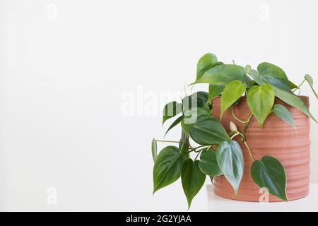 Pianta verde Philodendron Hederaceum in vaso con fondo bianco Foto Stock