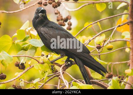 Carrion corvo sul ramo con primavera natura animale sposa sfondo fauna selvatica. Foto Stock