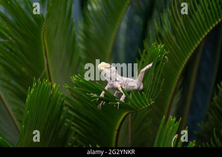 Primo piano di una lucertola da giardino indiana (Calotes versicolor), che si posa su foglie di una pianta nel giardino. Conosciuto anche come la lucertola orientale del giardino, sangue Foto Stock