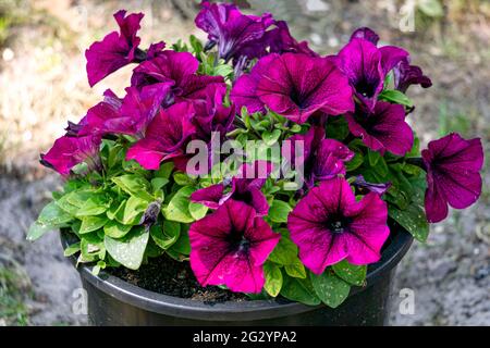 Petunia begonia viola scuro in un vaso di fiori Foto Stock