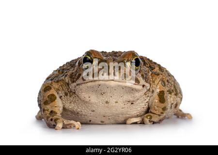 Bufo Boulengeri, detto anche African Green Toad, seduto di fronte. Guardando verso la telecamera che mostra entrambi gli occhi. Isolato su sfondo bianco. Foto Stock