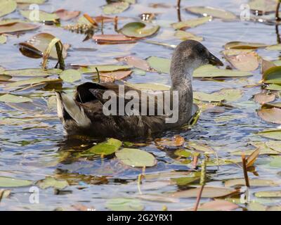 Moorhen giovanile (Gallinula Chloropus) Foto Stock