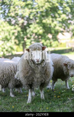 Tre pecore Dorset poll in campo prima di tosare, albero in background Foto Stock