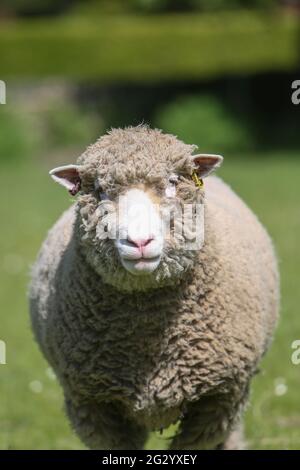 Dorset poll pecore in campo prima di tosare Foto Stock