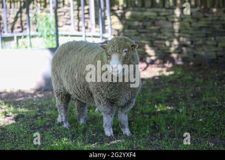 Dorset poll pecore in campo prima di tosare Foto Stock