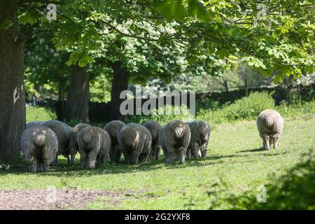 Gregge di pecora Dorset poll in campo sotto albero prima di tosare Foto Stock