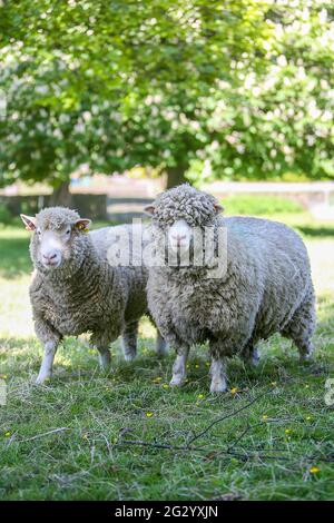 Due pecore Dorset poll in campo prima di tosare Foto Stock