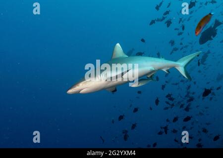 Squalo grigio della barriera corallina, Carcharhinus amblyrhynchos, alle Maldive Foto Stock