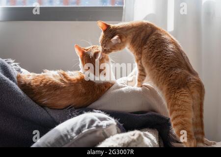 il gatto tabby bruno lecca l'orecchio di un gatto marrone e bianco sotto la finestra Foto Stock