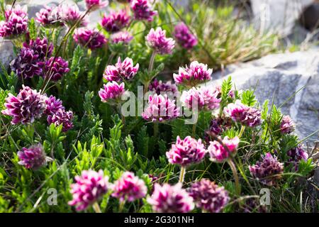 Antyllis Montana Rubra, rene di montagna Vetch 'Rubra' Fiori fiorenti durante la primavera Foto Stock