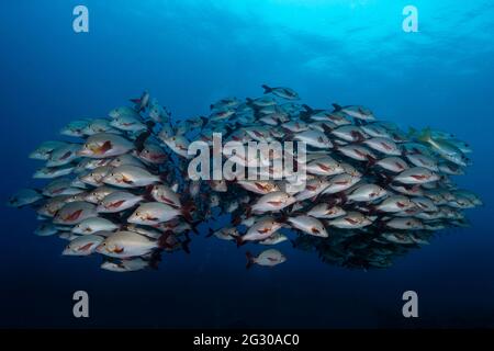 Humpback Snapper, Lutjanus gibbus, scuola a Maldive Foto Stock