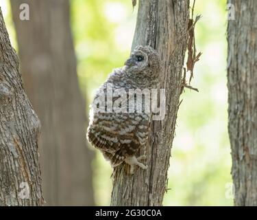 Bambino gufo che riposa partway su un tronco di albero in Canada Foto Stock