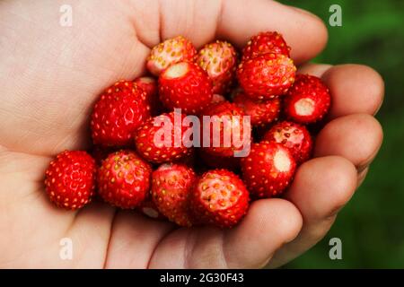 Una manciata di fragole selvatiche nel palmo di un bambino Foto Stock