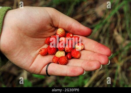 Una manciata di fragole selvatiche nel palmo di una donna Foto Stock