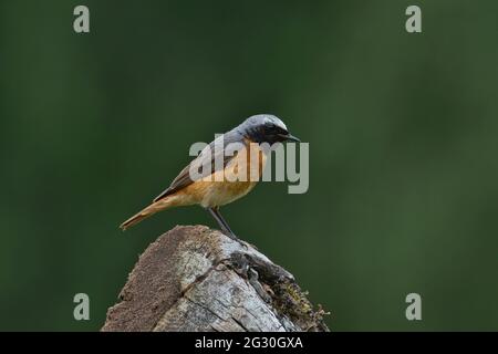 Maschio comune redstart (phoenicurus phoenicurus) in precipitare estate Foto Stock