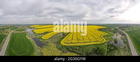 Panorama aereo del campo di colza fiorente vicino alla città di Haskovo, Bulgaria Foto Stock