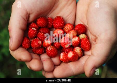 Una manciata di fragole selvatiche nelle palme dei bambini Foto Stock