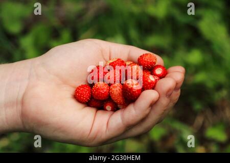 Una manciata di fragole selvatiche nel palmo di un bambino Foto Stock