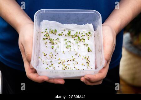 Persona che mostra semi germinati in acqua umida asciugamano da cucina imbevuto all'interno della scatola Foto Stock