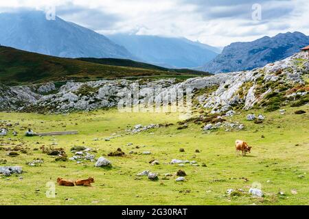 Bovino e Shepherd Shelter. Jitto de Escarandi, al confine tra Asturie e Cantabria, è il punto di partenza per numerose escursioni. Jito de Escar Foto Stock