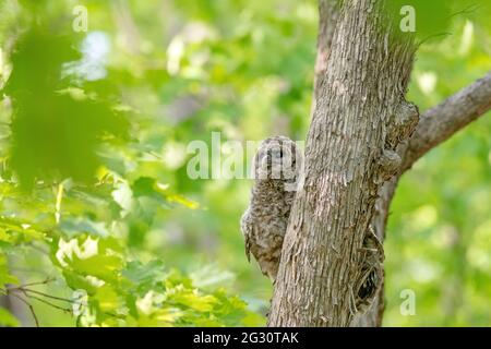 Adorabile bambino ha bloccato owlet su albero nella foresta. Foglie verdi sfocate sullo sfondo. Ottawa, Canada Foto Stock