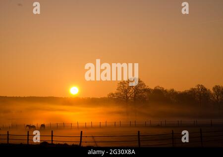 Misty alba su pascolo con cavalli e recinzione idilliaca in primo piano. Foto Stock