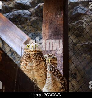 Una coppia di Owl Burrowing che mi guarda nel parco dello zoo Foto Stock