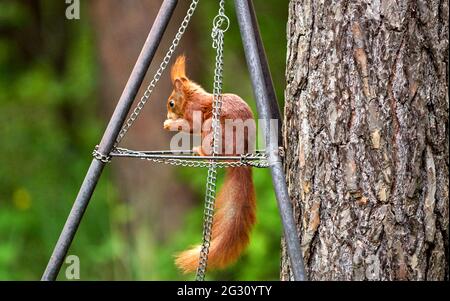 Scoiattolo rosso selvaggio europeo, Sciurus vulgaris, arrampicandosi su una cornice metallica per barbecue Foto Stock